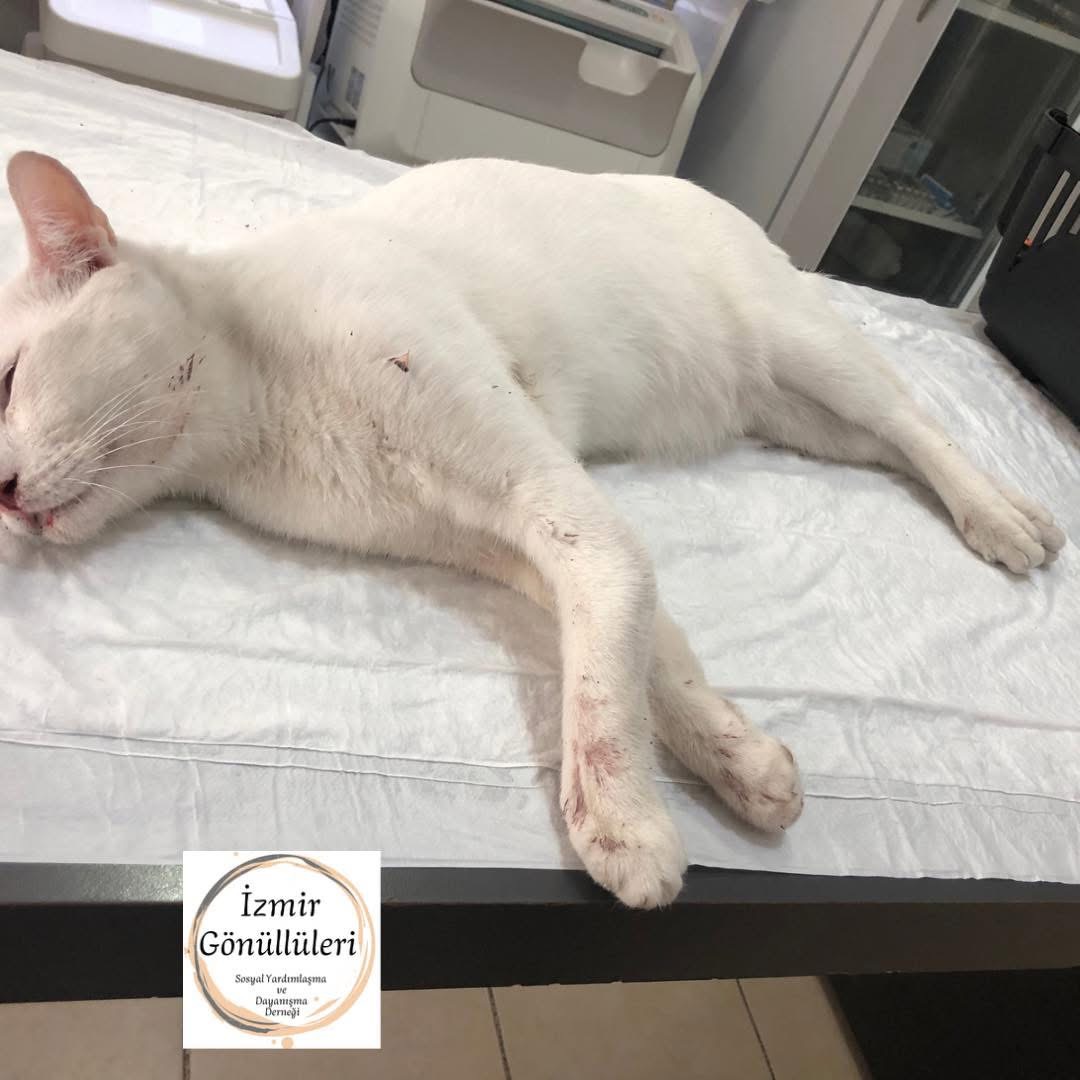 Sokak Hayvanlarının Tedavisi ve Korunması