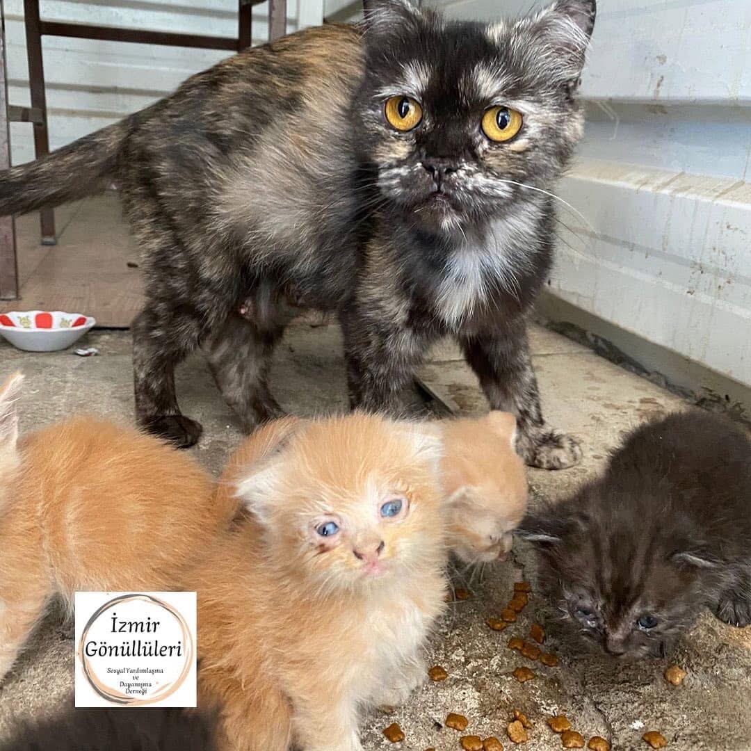 Sokak Hayvanlarının Tedavisi ve Korunması